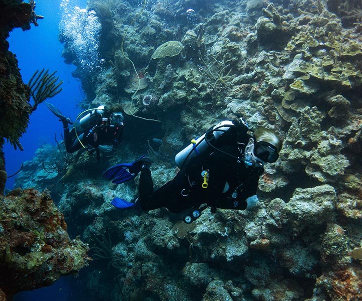 Divers explore a vibrant coral reef with colorful fish in clear blue water