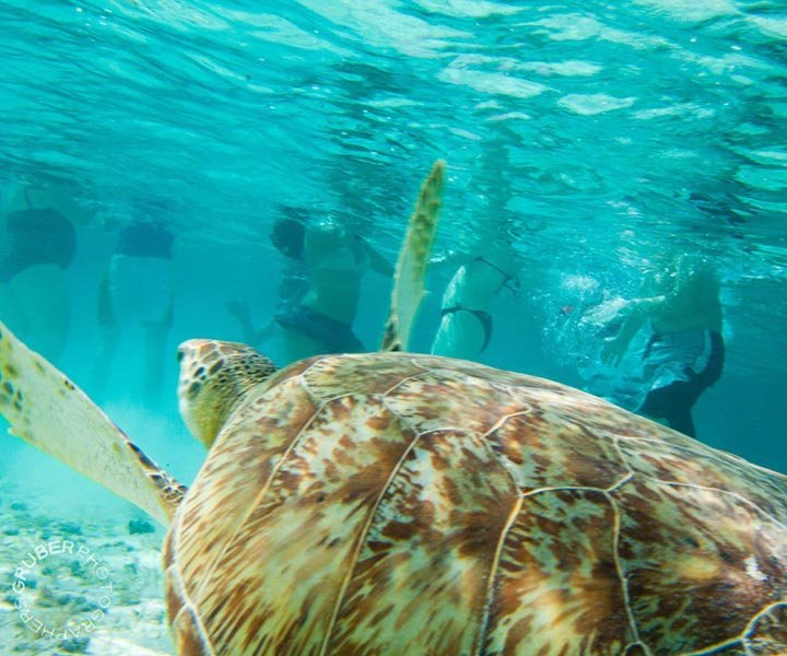 A sea turtle swimming near snorkelers in clear turquoise water