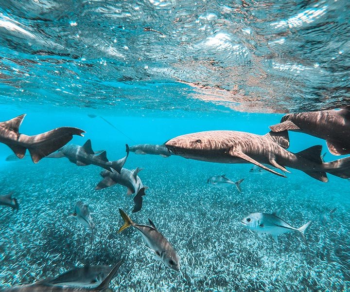 A school of fish swimming beneath the surface with sharks and rays at Hol Chan