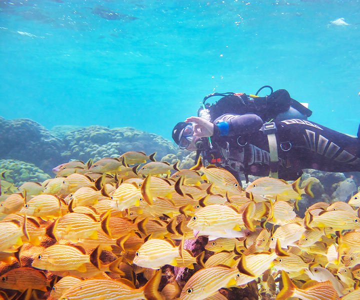 A diver gives a peace sign surrounded by a school of yellow-striped fish at Hol Chan