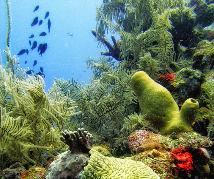 Colorful coral heads and tropical fish at Mexico Rocks