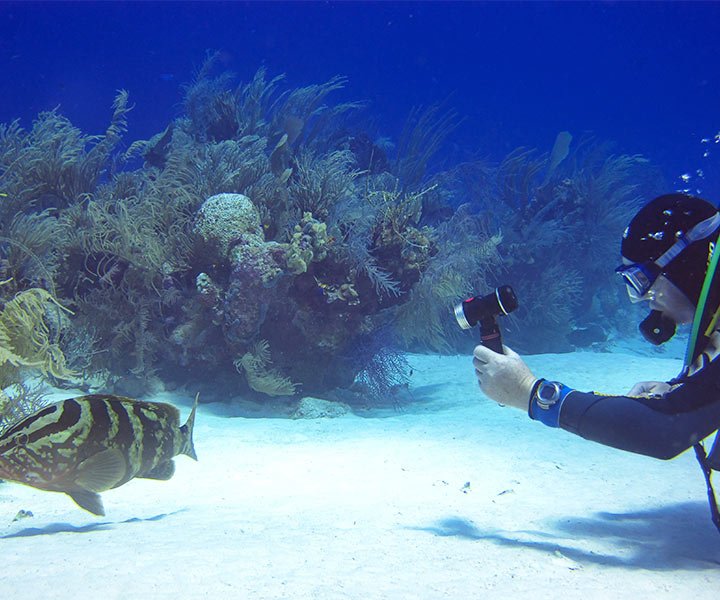 A scuba diver with a camera films a striped fish near vibrant coral